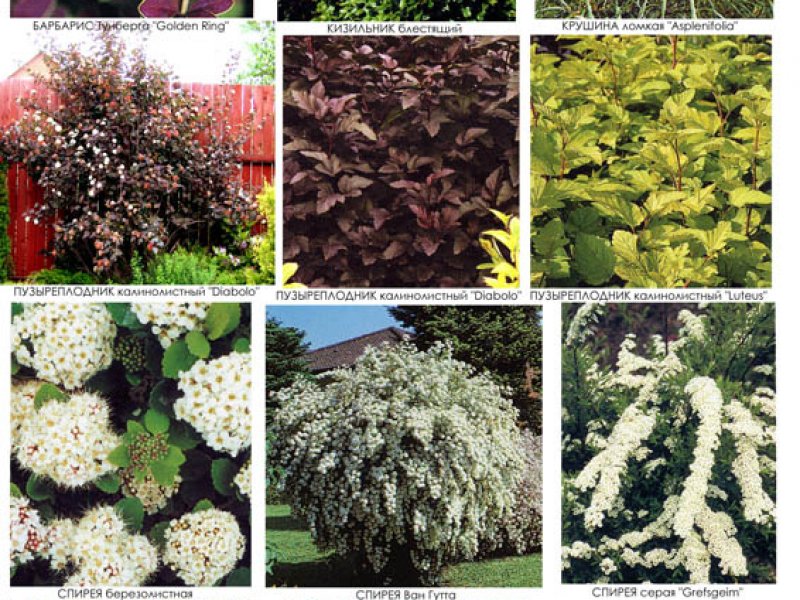 Видеоряд кустарников - верхний ярус