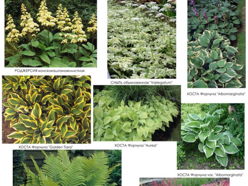 Видеоряд многолетних растений - лес (2)