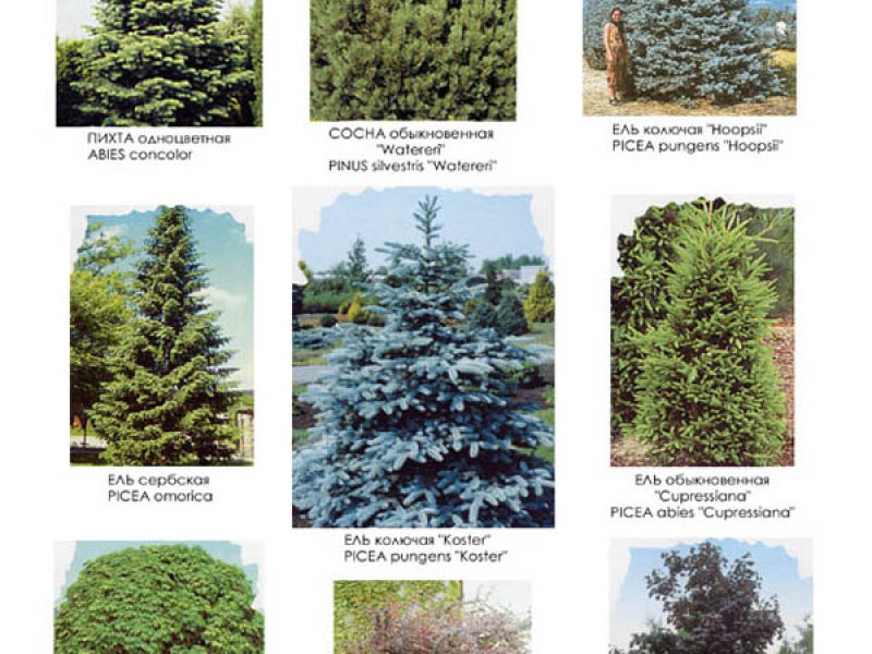 Видеоряд №3 к проекту