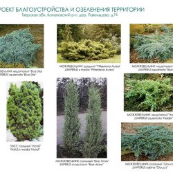 Видеоряд № 1 к проекту