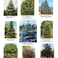 Видеоряд №3 к проекту