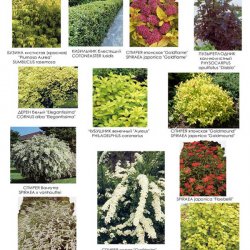 Видеоряд №4 к проекту